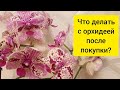 Что делать с орхидеей после покупки || Новая орхидея Фронтера