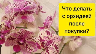 Что делать с орхидеей после покупки || Новая орхидея Фронтера