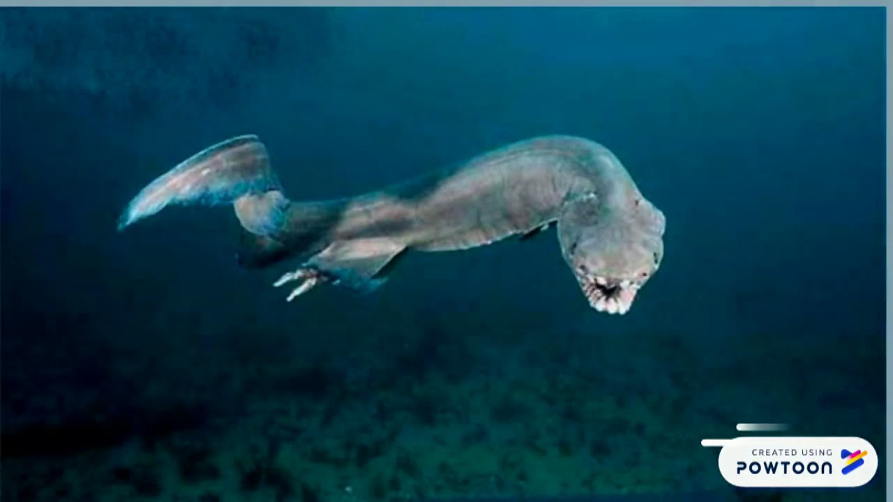 Tiburon Anguila Youtube