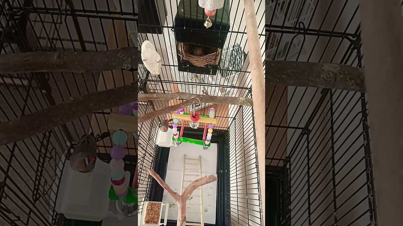 4 healthy eggs mama incubating them lovely 