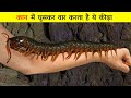 दुनिया के 10 सबसे छोटे और जानलेवा कीड़े जो आपकी जान ले लेगी | 10 Most Dangerous Bugs & Insects