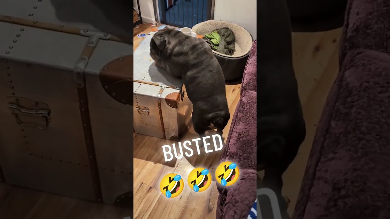 Этот мужчина поймал свою собаку на краже еды 😂 (через: phil.james77)