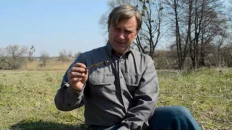 ЖУК-МАЙКА 🐜 не вооружен, но очень опасен