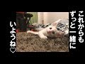子猫を愛しすぎる飼い主　～豆大福13話目～