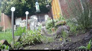 A Busy Day - 8th April 2024 by Wild Animals in a Wild Garden 24 views 5 days ago 16 minutes