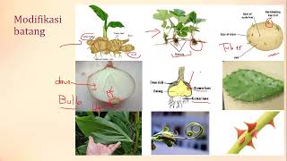 Organ Tumbuhan, Fotosintesis, dan Transport