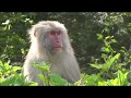 野生のニホンザルの鳴き声 野生のニホンザルの鳴き声