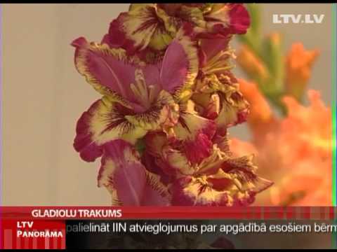 Video: Agapantus ziedēšanas laiks - kad ir agapantu ziedēšanas sezona