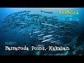 The World’s Best Dive Site: Barracuda Point, Kakaban [4K] | Indonesia from Below (S01E07) | SZtv