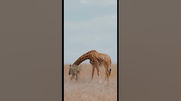 Want to focus better? Chew mint gum #BrainHack