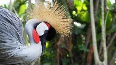 Sếu vương miện xám _ Vũ công hoàng gia của thảo nguyên Châu Phi