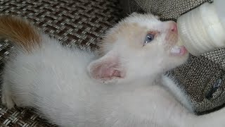 Hungry Rescue Kitten Is Crazy For Bottle Feeding He Is Trying To Find Milk Crazily