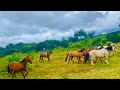 TROQUEI TODAS AS ÉGUAS DE PASTO