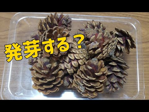 Do the picked pine cones sprout ??
