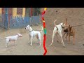 Bull terrier, Pastor belga, Dogo argentino & rottweiler encuentro perruno - powerful dogs