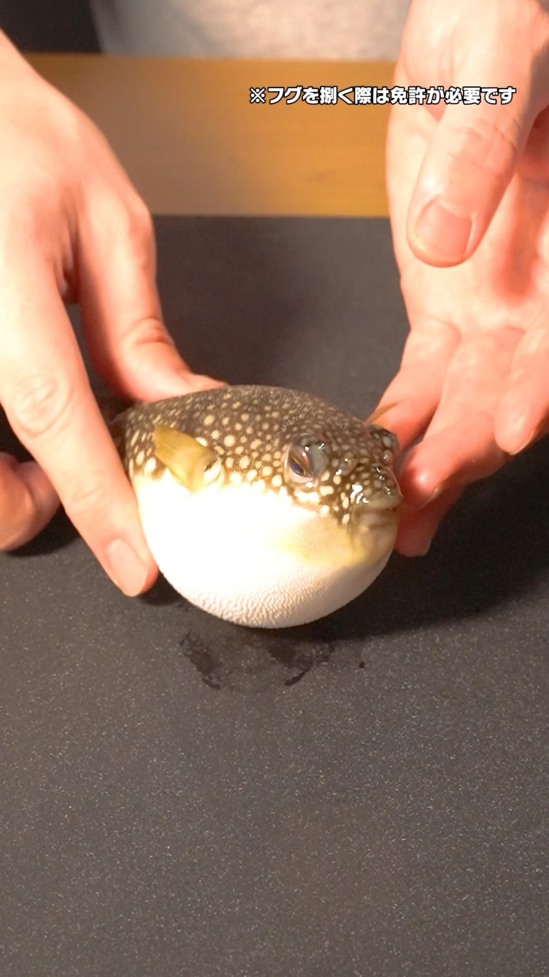 活けフグの湯豆腐がうますぎる！