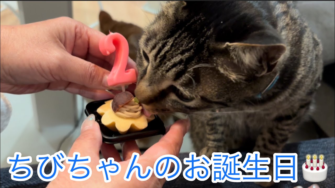 ちびちゃんのお誕生日🎂 - YouTube