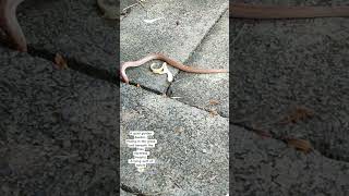 A Garden Guest Little Guardian Of Nature