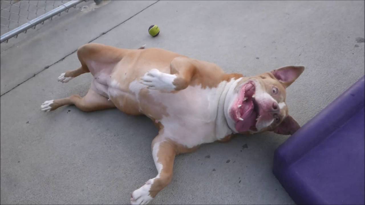 Nana - A1010487 - Brooklyn ACC camera iphone 8 plus apk