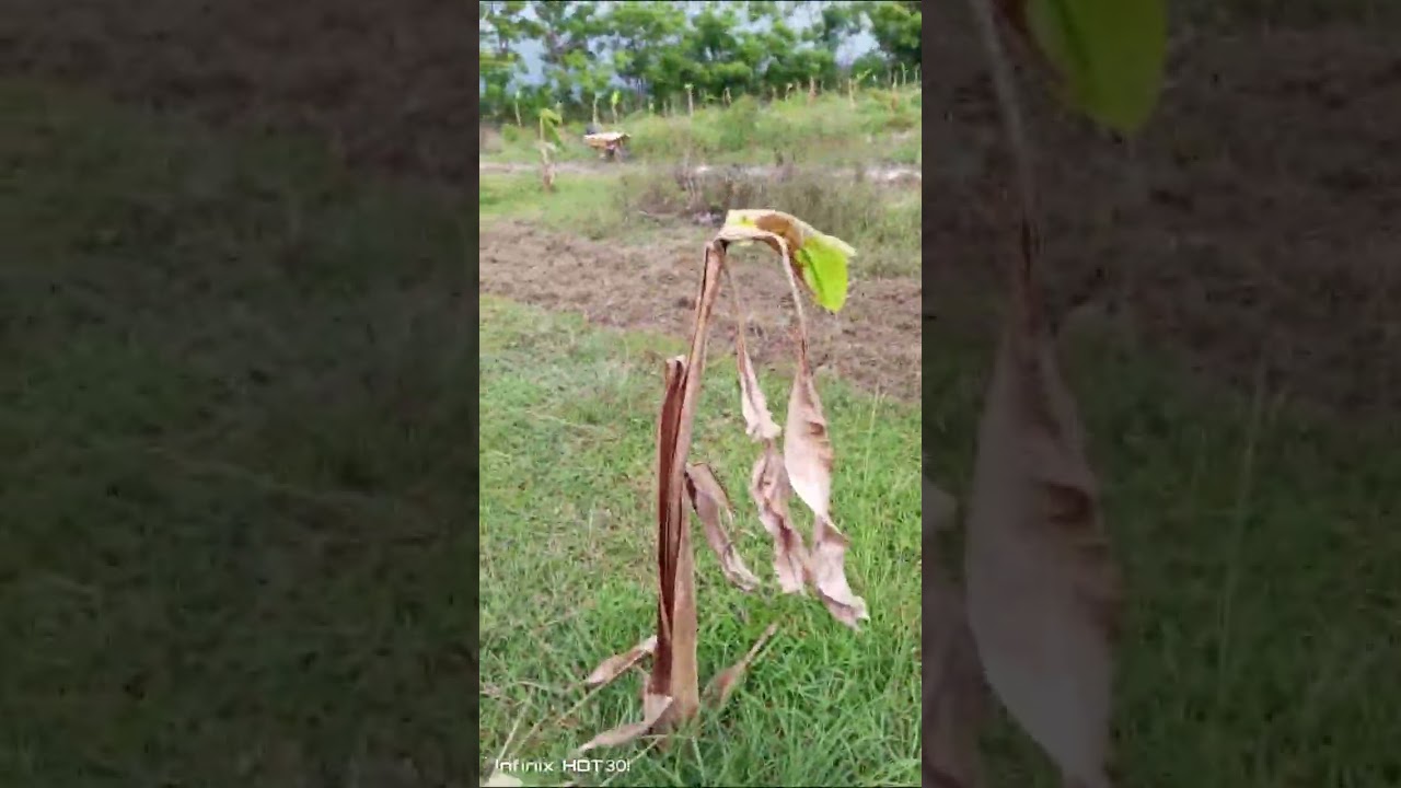 PROSES PENGOLAHAN LAHAN UNTUK PERSIAPAN PENANAMAN SEMANGKA 