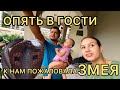 В гости к родной сестре свекрови. Уж змею мы никак не ожидали увидеть