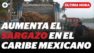 Reporta Llegada Temprana De Sargazo En Quintana Roo I Reporte Indigo