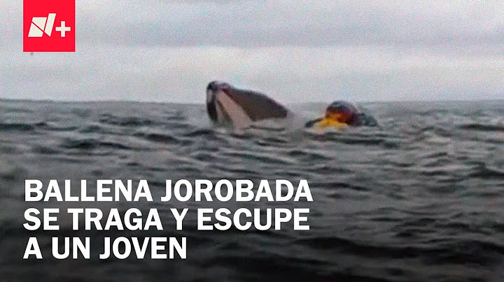 Ballena jorobada se traga y escupe a navegante