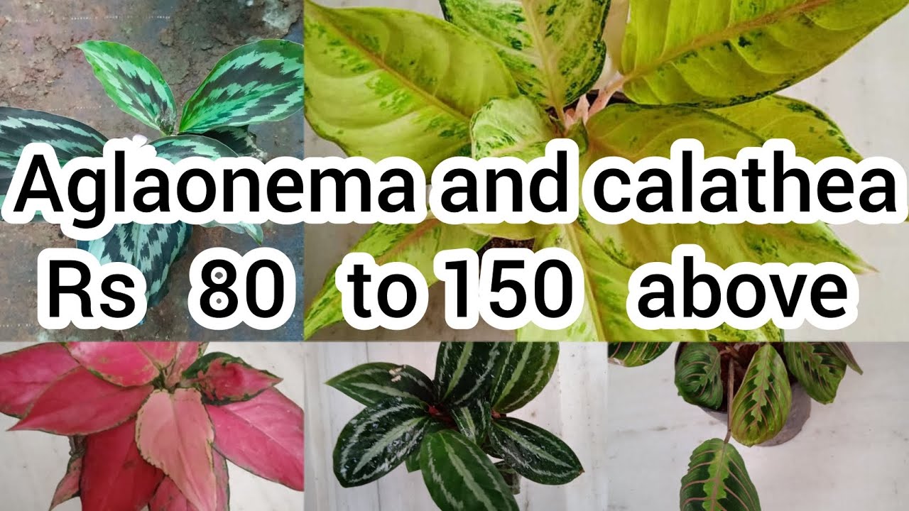 Aglaonema and calathea Rs 80 to 150 above/indoor plants Kerala/indoor