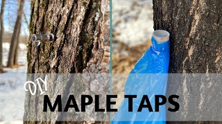 Maple Syrup Making 2020 | Tap Setup