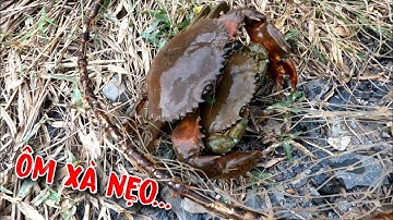 Lần Đầu Mới Thấy Cua Cặp Dính Câu Hôm Nay Thật May Mắn | GĐCG #1001