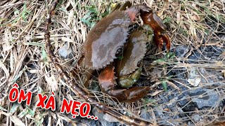 Lần Đầu Mới Thấy Cua Cặp Dính Câu Hôm Nay Thật May Mắn | GĐCG #1001