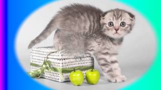 Котята Котята
