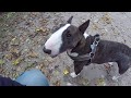 Miniatur Bullterrier - Vor- und Nachteile の動画、YouTube動画。