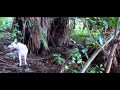 NZ Pig Dog Training School Joshua kauta NZ Pig Dog Training School Joshua kauta