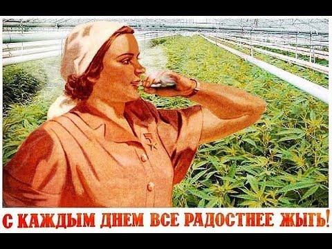 Конопли в ссср конопля от куда