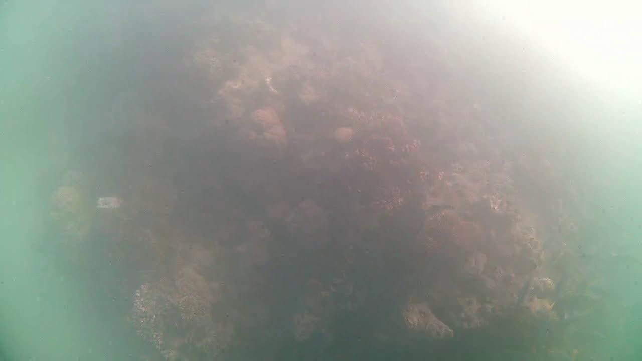 YouTube player