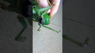 Giant Katydid From Malaysia