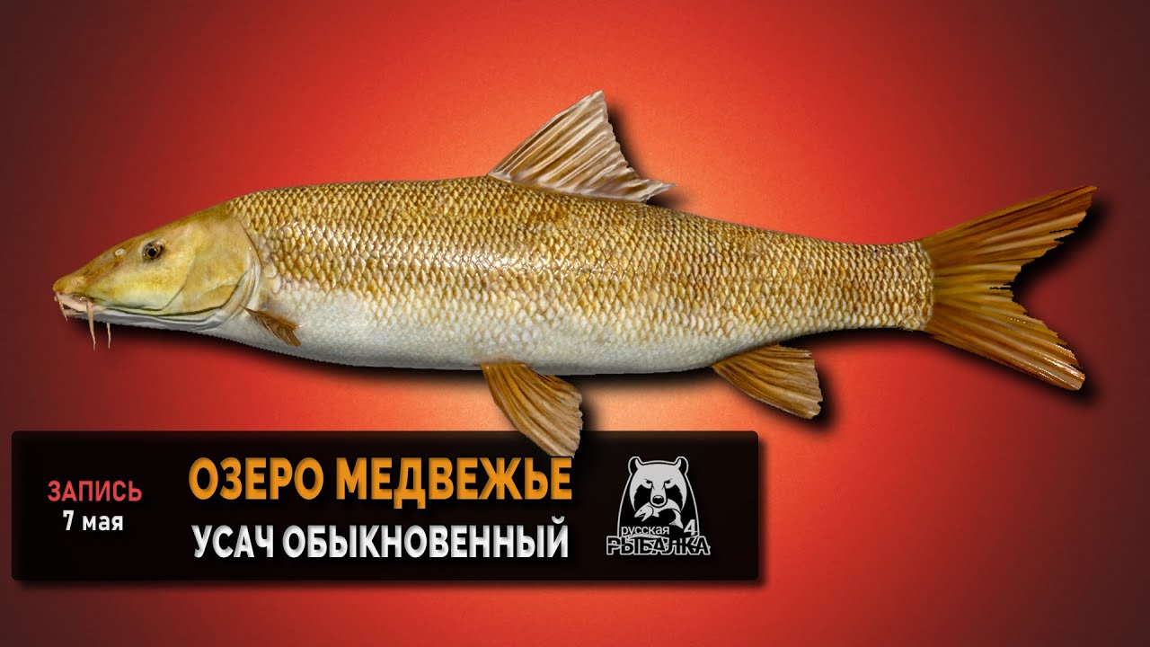 Усач обыкновенный на оз. Медвежье — Русская Рыбалка 4 - YouTube