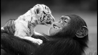 Видео Большее счастье давать. Подари другому частичку любви и он ответит тем же (автор: ТОПтыг-ТВ)