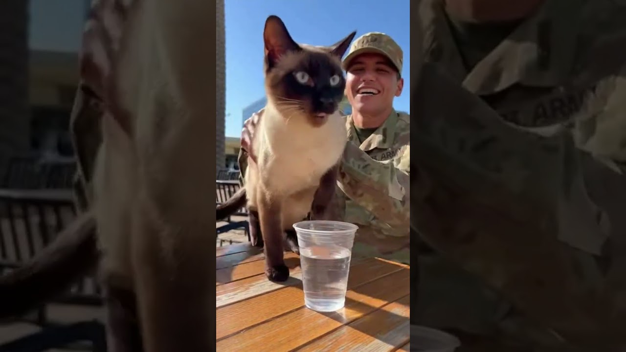 😹 🐈 Busted! Siamese cat caught stealing water Caught red pawed 