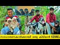 സാധരണകാർക്കായി കുറഞ്ഞ നിരക്കിൽ നല്ല Dogs ഇവിടെയുണ്ട്! |Dog Farm Malayalam | Great Dane | Pekingese |