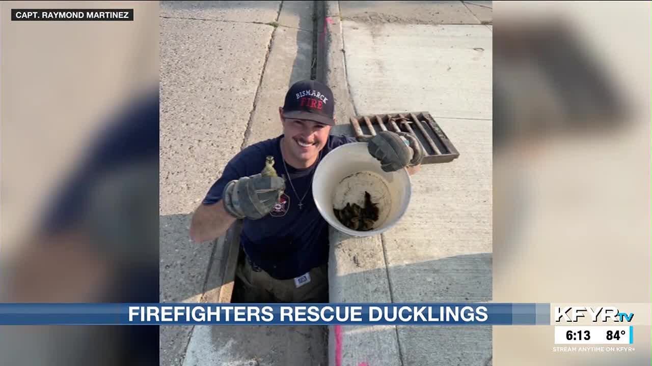 Bismarck firefighters rescue ducklings from sewer drain - YouTube