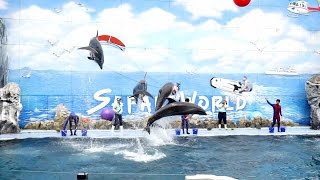 โชว์ปลาโลมา  Dolphin Show @ Safari World ( 19-07-2558)