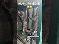 hmm #funny #surabaya #animals #cute #zooanimals #pets #otterindonesia #hewanlucu #humor #tranding