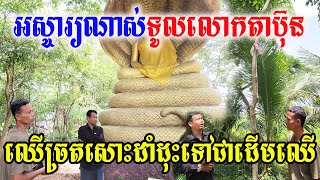 អស្ចារ្យណាស់ទូលលោតាប៊ុន គ្រាន់តែអធិដ្ឋានបួងសួង ឈើច្រតសោះដាំដុះទៅជាដើមឈើ!!