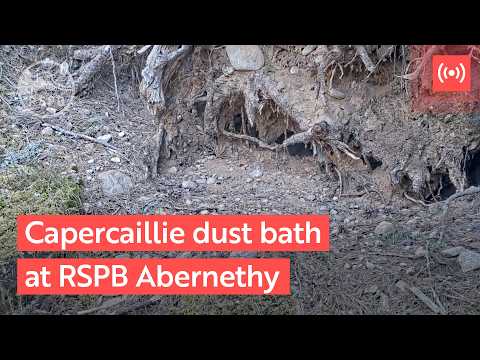 RSPB Capercaillie Dust Bath live cam preview
