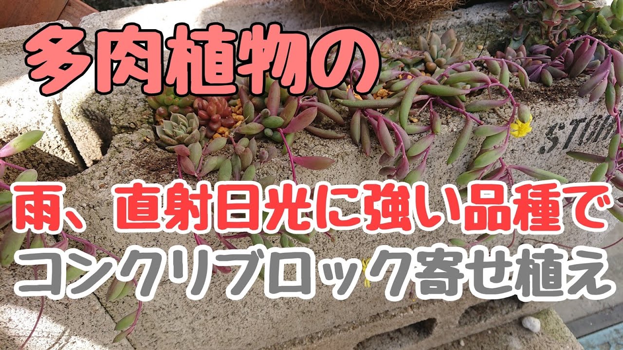 多肉寄せ植え 雨 直射日光に強い品種でコンクリ寄せ Youtube