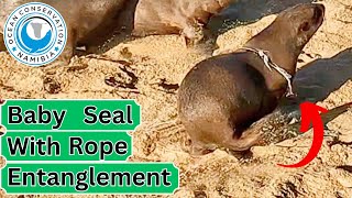 Baby Seal With Rope Entanglement