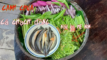 Cá chạch đồng nấu canh chua lá me non&bữa cơm ngày mưa/món ngon miền tây #11 /long mt vlogs