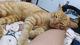 Sun gameplay 😺💤